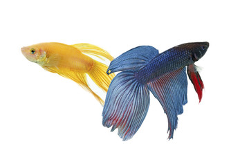 Fototapeta premium betta fish couple