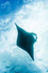 Manta ray