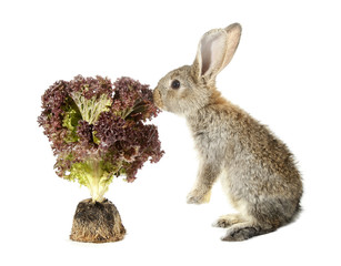 Rabbit bunny eats lettuce shaped as tree