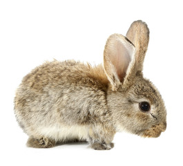Brown rabbit bunny isolated on white background