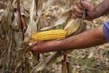 Hands showing beautiful corn maize ear at harvest time