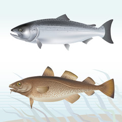 Salmon and cod. Vector illustration.