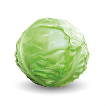Cabbage. Vector illustration.