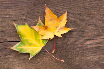 Herbstanfang, Ahornblätter auf Holzfläche