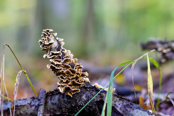 mushrooms in forrest