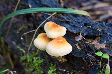 Group of mushrooms in forrest