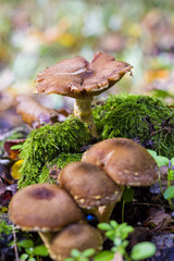 Group of mushrooms in forrest