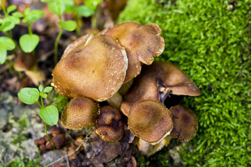 Group of mushrooms in forrest