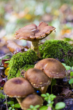 Group of mushrooms in forrest