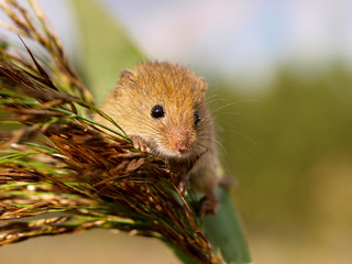 Harvesting Mouse looking from a reed plume