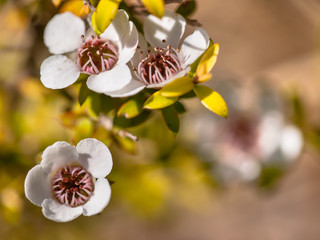 Detail of manuka flower