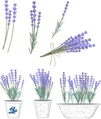 Set of lavender flowers