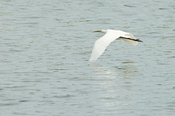 Fototapeta na wymiar Great White Egret