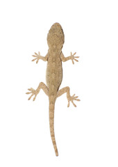 gecko