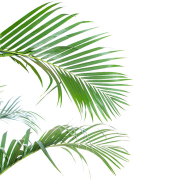 Fototapeta Palm leaves