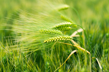 Green wheat field © photobee