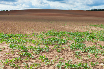 Germination of canola.