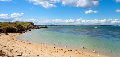 Fototapeta na wymiar Penguin Island, near Perth, West Australia