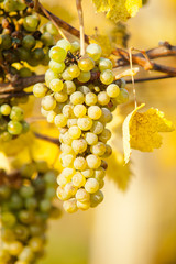 Wine grapes