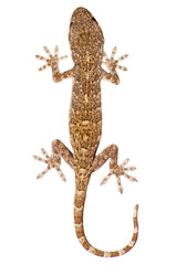 Fototapeta premium Gecko
