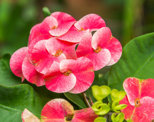 Crown of thorns flowers : Euphorbia milli Desmoul(Poysiean)