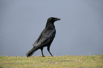 Fototapeta premium Carrion crow, Corvus corone