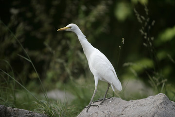 Cattle egret, Bubulcus ibis