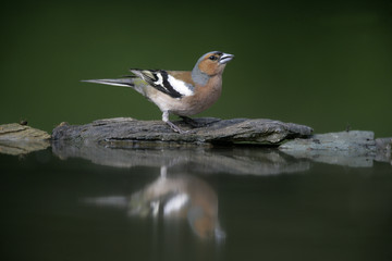 Chaffinch, Fringilla coelebs,