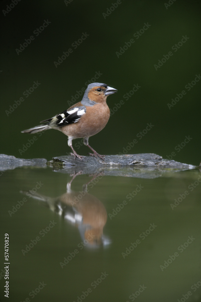 Canvas Prints Chaffinch, Fringilla coelebs,