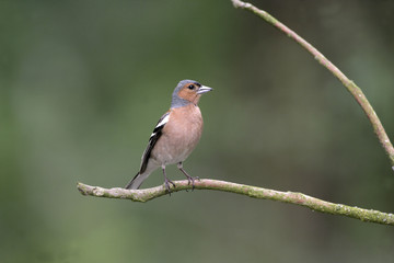Chaffinch, Fringilla coelebs,