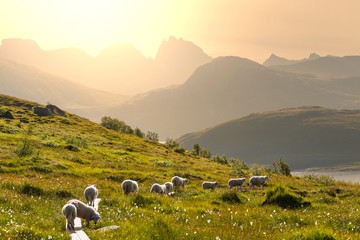 Sheep in Norway © Galyna Andrushko