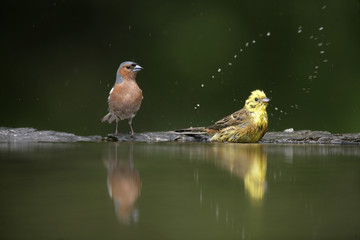 Chaffinch, Fringilla coelebs,