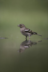 Chaffinch, Fringilla coelebs,