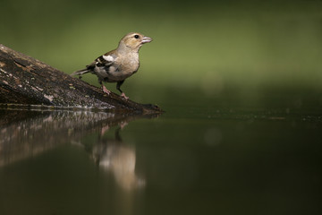 Chaffinch, Fringilla coelebs,