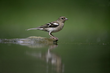 Chaffinch, Fringilla coelebs,