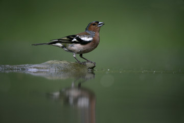 Chaffinch, Fringilla coelebs,