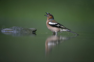 Chaffinch, Fringilla coelebs,