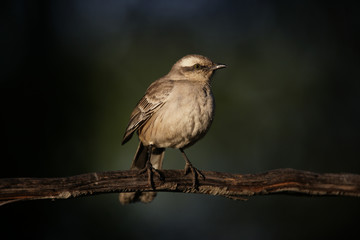 Chalk-browed mockingbird, Mimus saturninus,