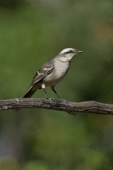 Chalk-browed mockingbird, Mimus saturninus,