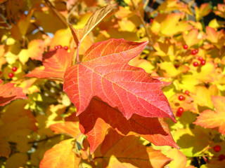 Red  leaf of viburnum in autumn. Macro