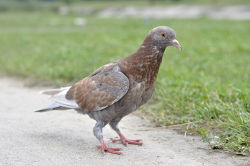 Dove