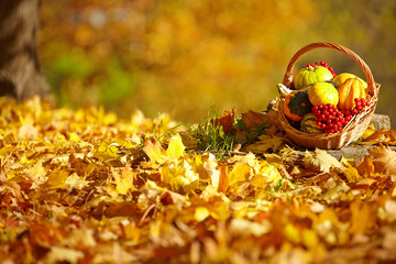 Autumn gardening background