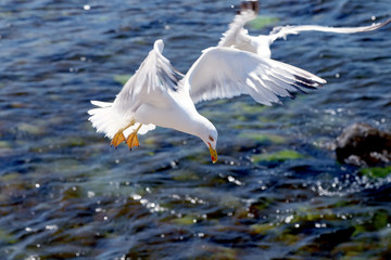 Seagull on a background of the sea