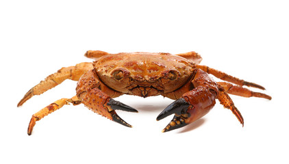 Red crab close up