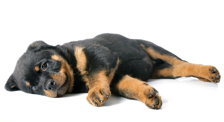 puppy rottweiler © cynoclub