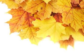 Maple-leaf leaves composition