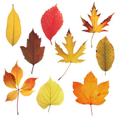 Naklejka na ściany i meble Autumn Leaves Collection 03