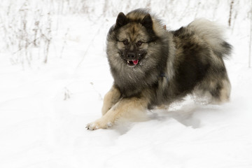 Keeshond - German Wolfsspitz