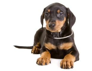 Purebred German Pinscher puppy