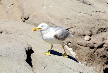 Close up white seagulls on rocks.